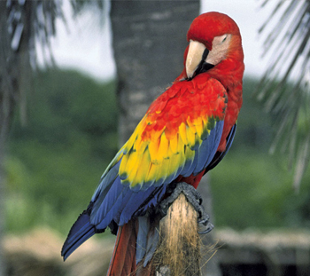 Bird Vet in Lake Havasu City