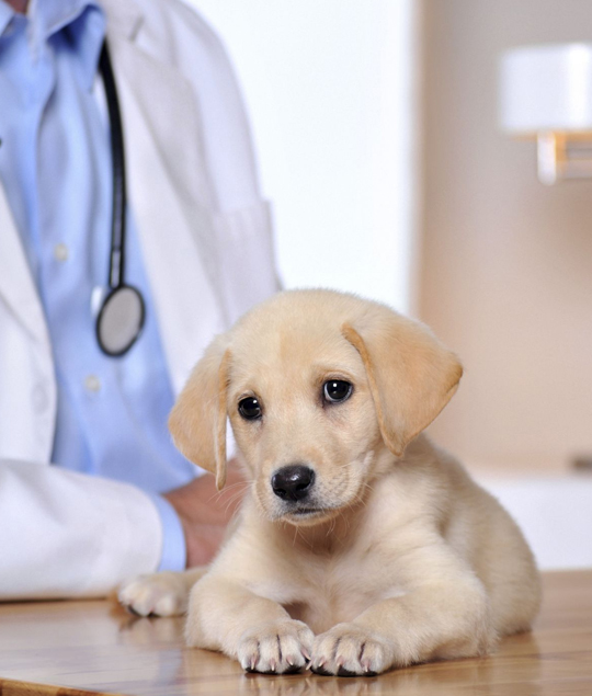 best Youngtown veterinarian clinic