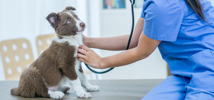 animal hospital nutritional consulting in Marina Del Rey