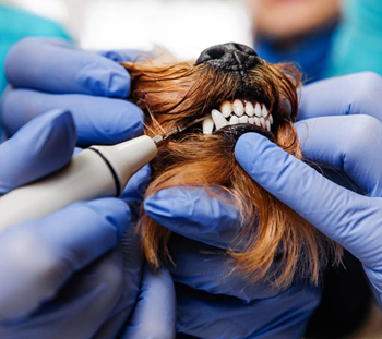 Fairfax Dog Dentist