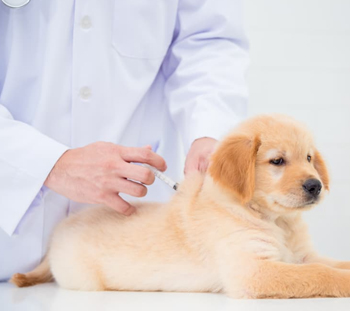 Dog Vaccinations in Marina