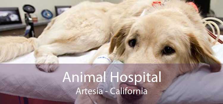 Animal Hospital Artesia - California