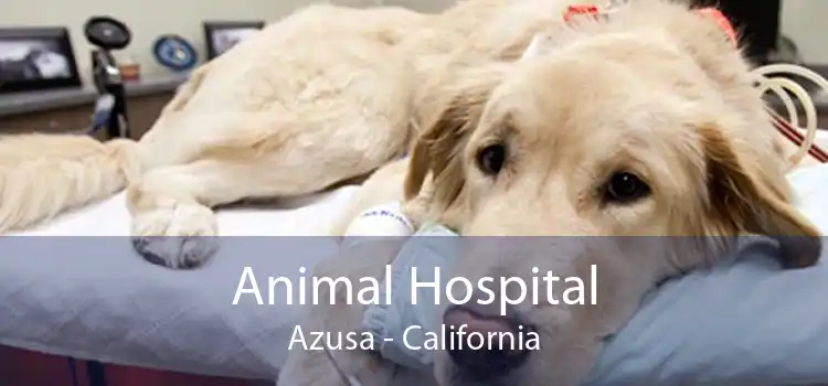 Animal Hospital Azusa - California