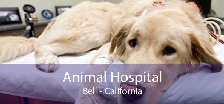 Animal Hospital Bell - California