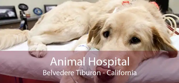 Animal Hospital Belvedere Tiburon - California