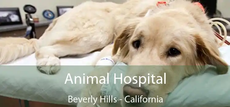 Animal Hospital Beverly Hills - California