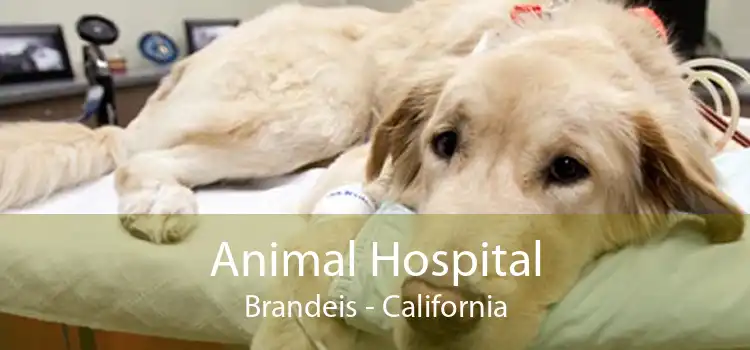Animal Hospital Brandeis - California