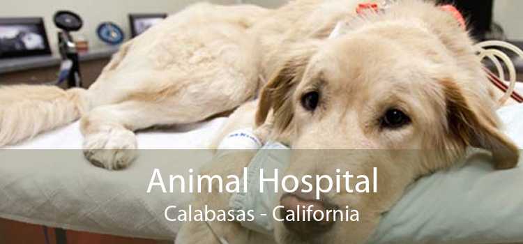 Animal Hospital Calabasas - California