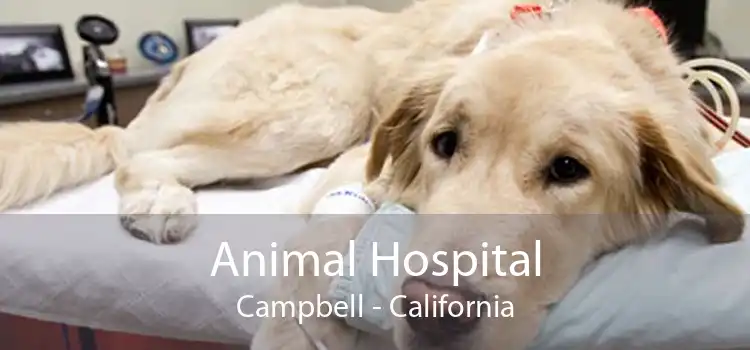 Animal Hospital Campbell - California
