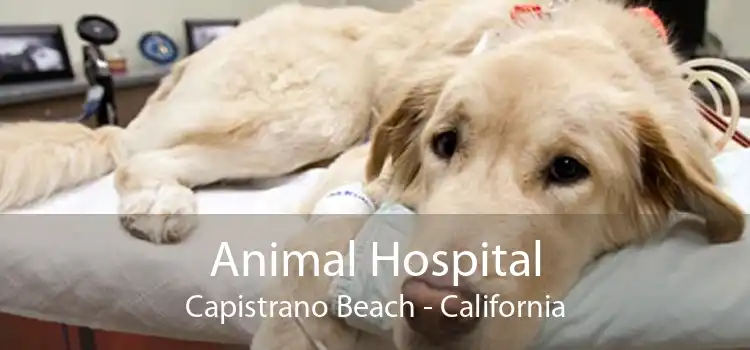 Animal Hospital Capistrano Beach - California