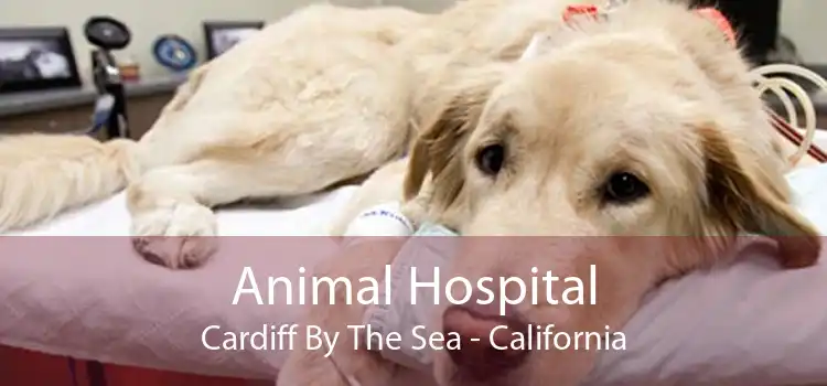 Animal Hospital Cardiff By The Sea - California