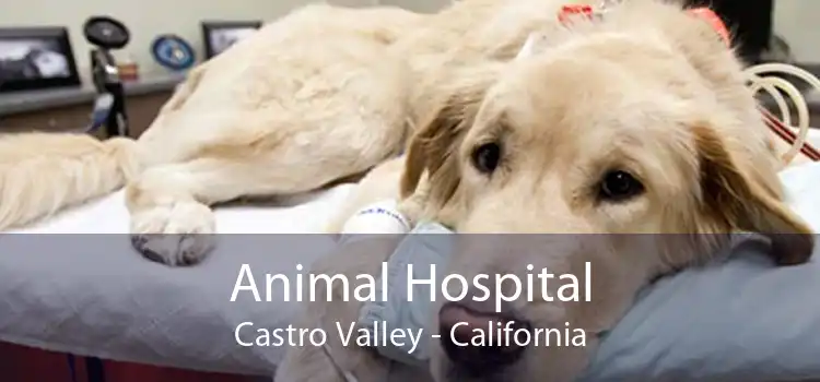 Animal Hospital Castro Valley - California