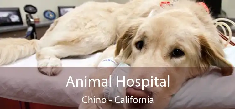 Animal Hospital Chino - California