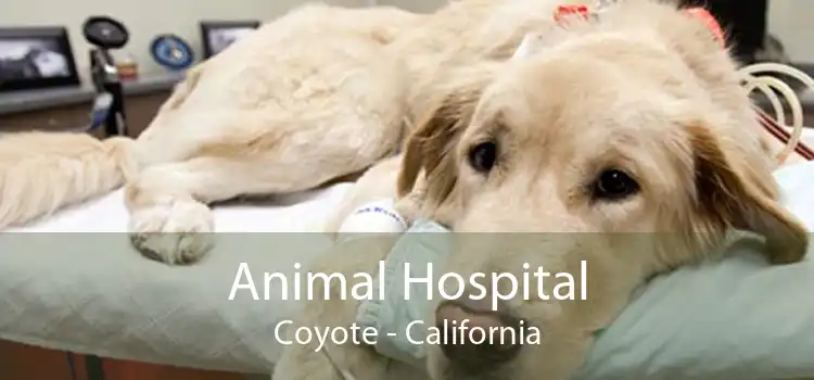 Animal Hospital Coyote - California