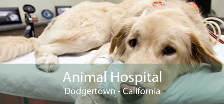 Animal Hospital Dodgertown - California