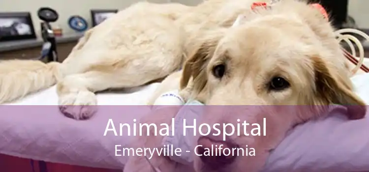 Animal Hospital Emeryville - California