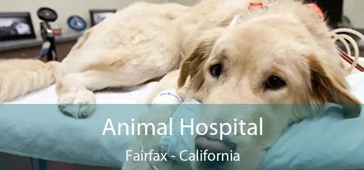 Animal Hospital Fairfax - California