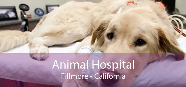 Animal Hospital Fillmore - California