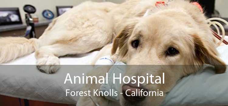 Animal Hospital Forest Knolls - California
