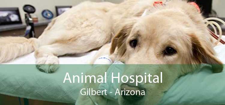 Animal Hospital Gilbert - Arizona