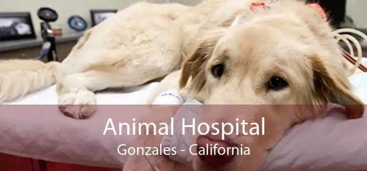 Animal Hospital Gonzales - California