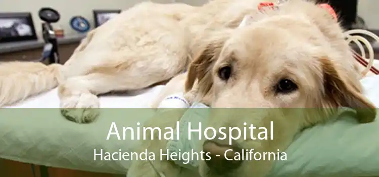 Animal Hospital Hacienda Heights - California