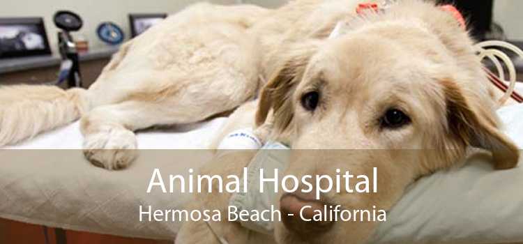 Animal Hospital Hermosa Beach - California