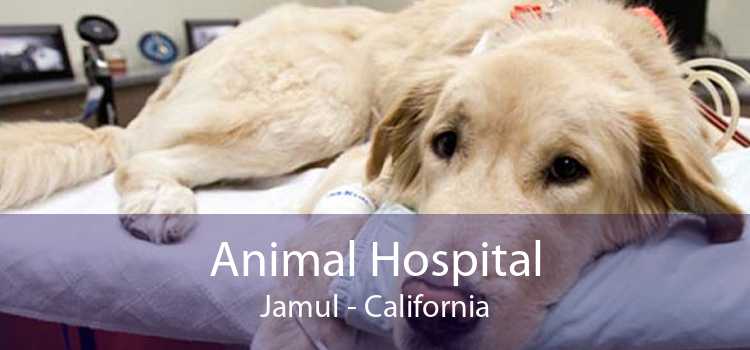 Animal Hospital Jamul - California