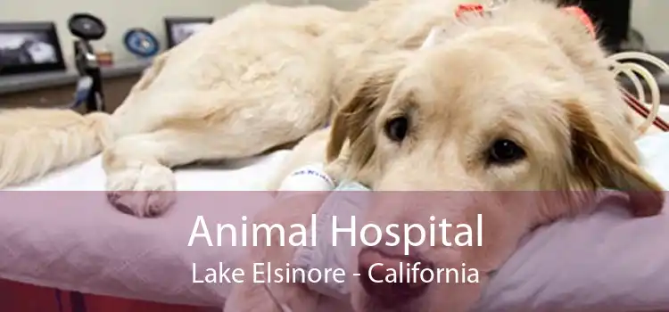Animal Hospital Lake Elsinore - California