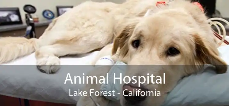 Animal Hospital Lake Forest - California