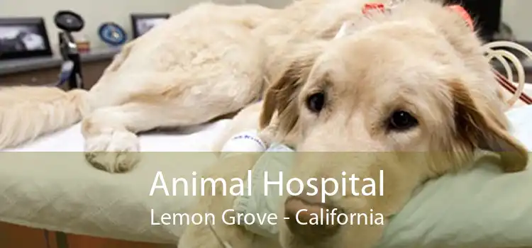 Animal Hospital Lemon Grove - California