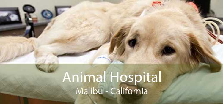Animal Hospital Malibu - California