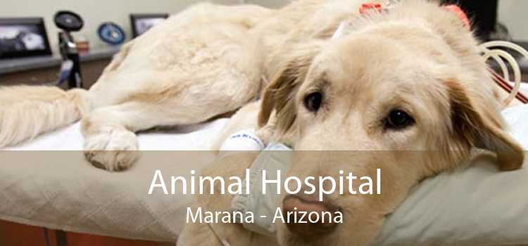 Animal Hospital Marana - Arizona