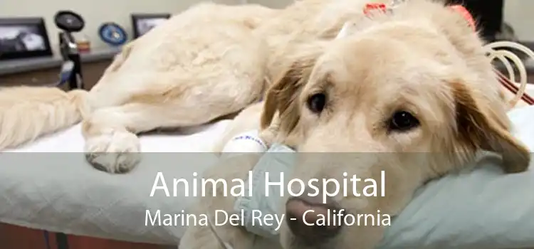 Animal Hospital Marina Del Rey - California