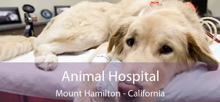 Animal Hospital Mount Hamilton - California