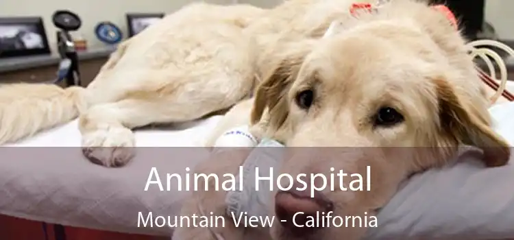 Animal Hospital Mountain View - California