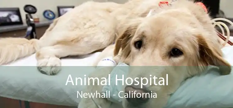 Animal Hospital Newhall - California