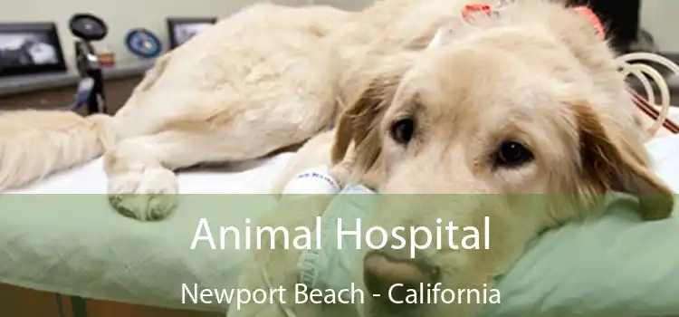 Animal Hospital Newport Beach - California