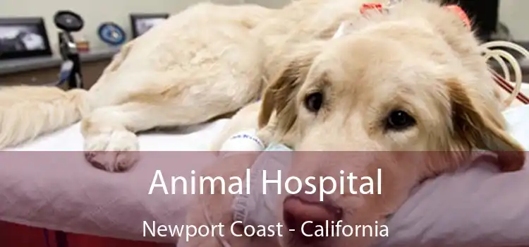 Animal Hospital Newport Coast - California