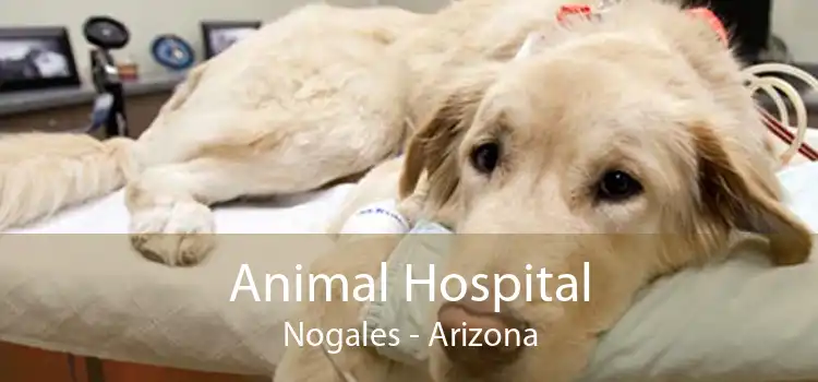 Animal Hospital Nogales - Small, Affordable, And Emergency Animal Hospital