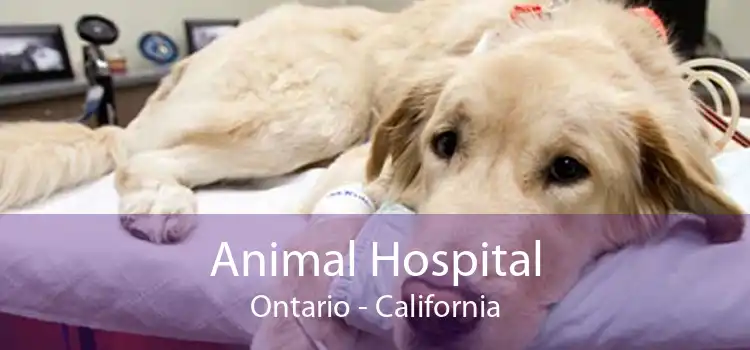 Animal Hospital Ontario - California