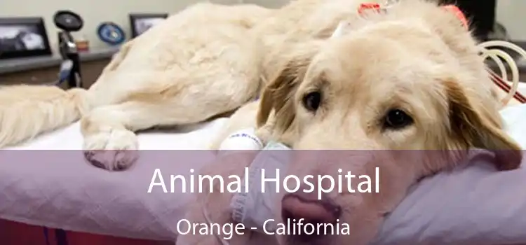 Animal Hospital Orange - California