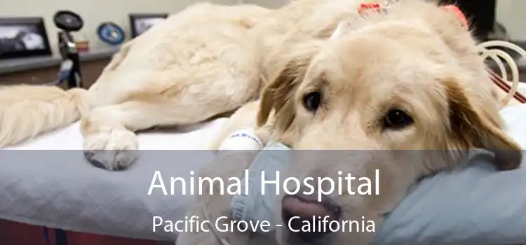 Animal Hospital Pacific Grove - California