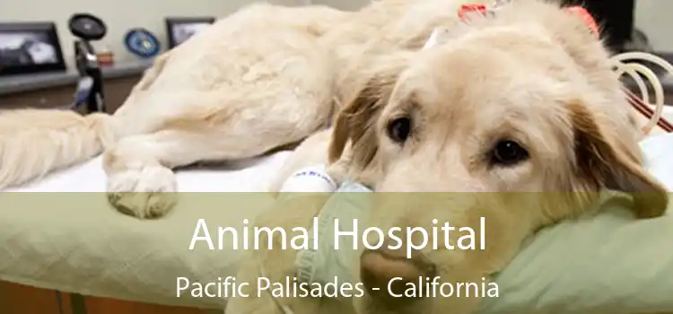 Animal Hospital Pacific Palisades - California