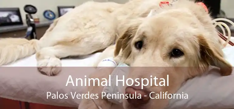 Animal Hospital Palos Verdes Peninsula - California