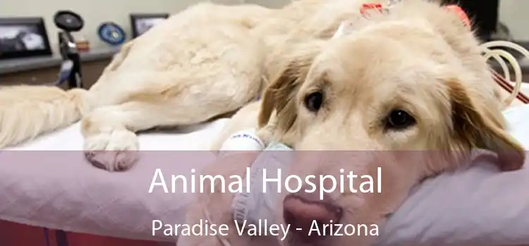 Animal Hospital Paradise Valley - Arizona