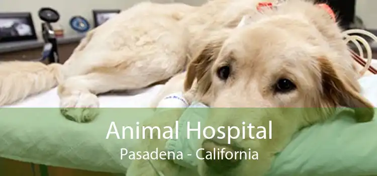 Animal Hospital Pasadena - California