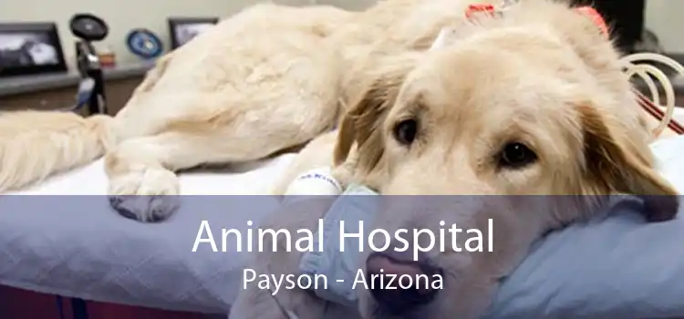 Animal Hospital Payson - Arizona