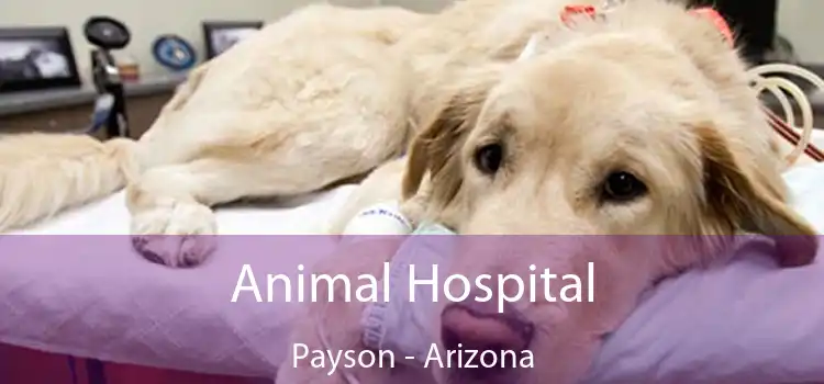 Animal Hospital Payson - Arizona