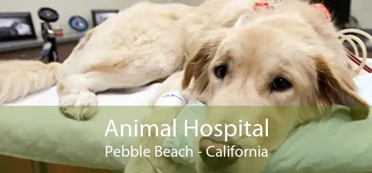 Animal Hospital Pebble Beach - California